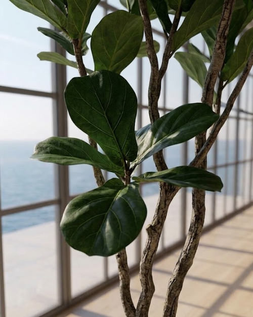 Faux Fiddle Leaf Fig
