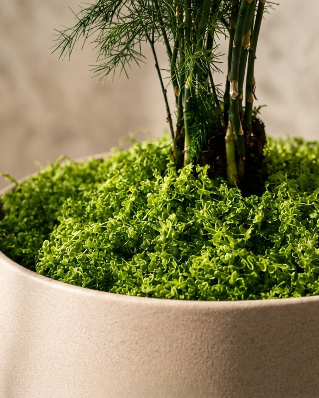Premium Coverage Moss